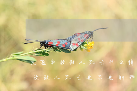 交通事故致人死亡什么情况下请律师(交通事故致人死亡要不要判刑)