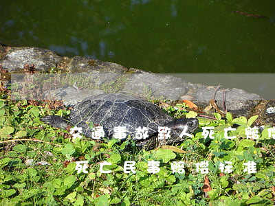 交通事故致人死亡赔偿的金额(交通肇事致人死亡民事赔偿标准)