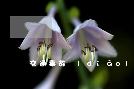 交通事故調(diào)解