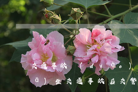交通事故調(diào)解各修各車(發(fā)生交通事故后交警全程調(diào)解嗎)