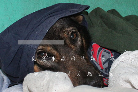 交通事故诉状如何写才能立案,交通事故起诉状怎么写才能立案 交通事故诉状如何写才能立案,交通事故起诉状怎么写才能立案