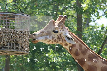交通事故負(fù)責(zé)人理賠(交通事故主責(zé)如何處理)