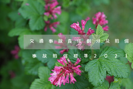 交通事故責任劃分及賠償比例2021(交通事故賠償標準2021)