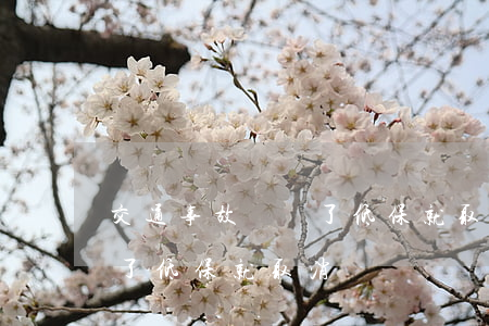 交通事故賠償了低保就取消嗎(交通事故賠償了低保就取消嗎)