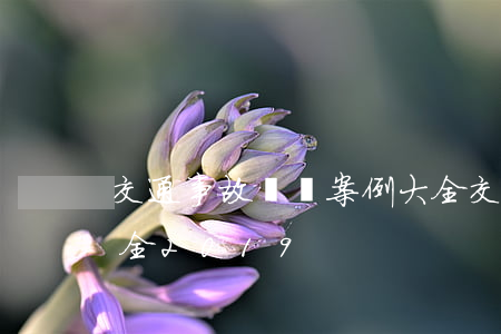 交通事故賠償案例大全(交通事故賠償案例大全2019)