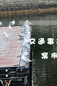 交通事故賠償糾紛法律談判(交通事故賠償糾紛案例)