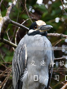 交通事故起訴司機和保險公司(交通事故告保險公司還是告肇事者)