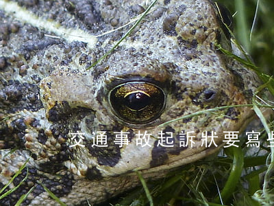 交通事故起訴狀要寫些什么內(nèi)容