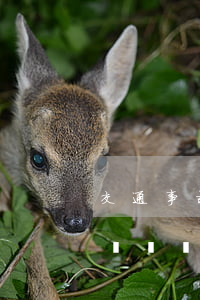 交通事故起訴費(fèi)多少錢(交通事故訴訟費(fèi)一般是多少錢)