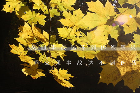 交通事故达不到伤残等级起诉请侓师划得来吗(交通事故达不到伤残等级怎么赔偿)