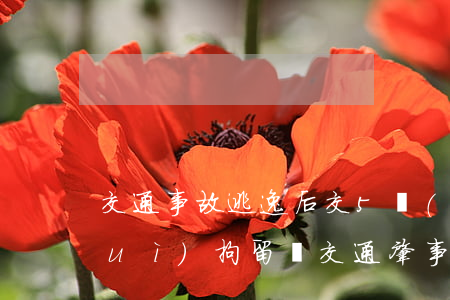 交通事故逃逸后交5萬(wàn)還會(huì)拘留嗎(交通肇事逃逸必須拘留嗎?)