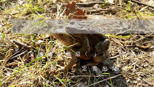 交通事故降級(jí)罰多少錢(交通事故認(rèn)定書出降級(jí))