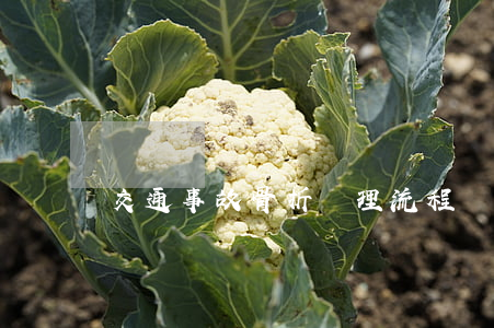 交通事故骨折處理流程