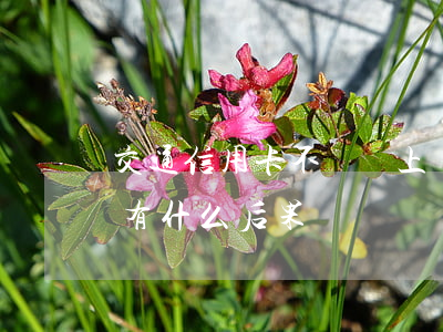 交通信用卡不還會上門嗎(交通信用卡不還會有什么后果)