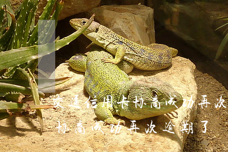 交通信用卡协商成功再次逾期了(交通信用卡协商成功再次逾期了)