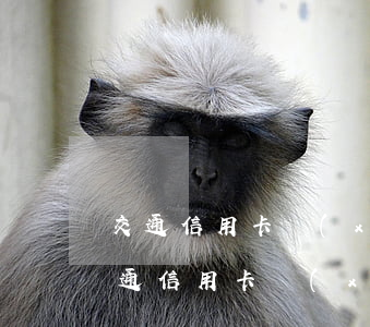 交通信用卡協(xié)商電話多少了-交通信用卡協(xié)商電話多少了啊