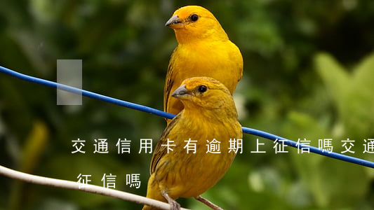 交通信用卡有逾期上征信嗎(交通罰款逾期上征信嗎)