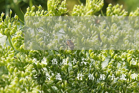 交通信用卡欠時間長了怎樣協(xié)商-交通銀行信用卡逾期如何協(xié)商還款