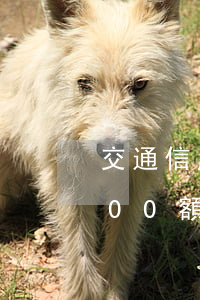交通信用卡能額度外透支嗎(交通信用卡2000額度可以透支多少)