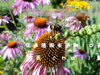 交通信用卡逾期10天封卡了(交通銀行逾期1天會(huì)影響征信而且信用卡不能用)