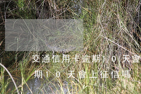 交通信用卡逾期10天會怎么樣(交通罰款逾期10天會上征信嗎)
