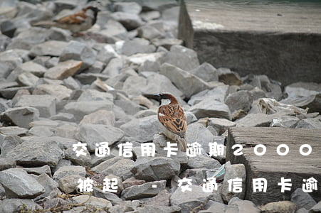 交通信用卡逾期2000多久會(huì)被起訴-交通信用卡逾期2000多久會(huì)被起訴呢