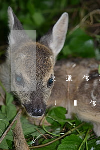 交通信用卡逾期300元親身經(jīng)歷(信用卡300元逾期會不會進入征信)