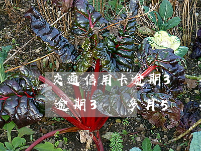 交通信用卡逾期3個多月5萬多（交通信用卡逾期3個多月5萬多）