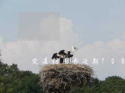 交通信用卡逾期7000四個(gè)月-