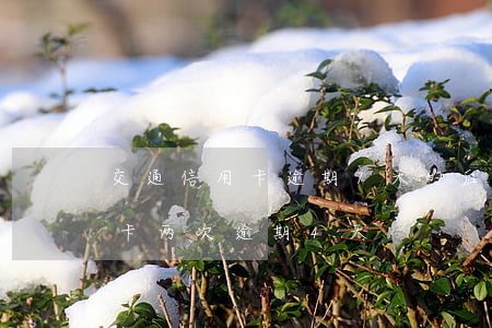 交通信用卡逾期7天的后果(交通银行卡信用卡两次逾期4天)
