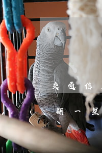 交通信用卡逾期一個(gè)禮拜(信用卡逾期一星期)