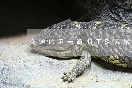 交通信用卡逾期了5天嚴(yán)重嗎