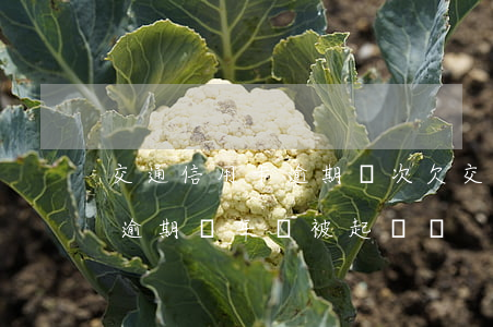 交通信用卡逾期兩次(欠交通銀行信用卡兩萬逾期兩年會被起訴嗎)