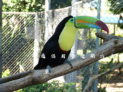 交通信用卡逾期六天怎么辦(交通卡逾期一天嚴重嗎)