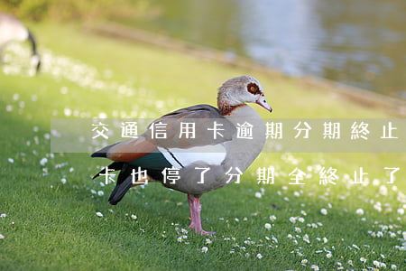 交通信用卡逾期分期終止(交行逾期兩個月呢,卡也停了,分期全終止了)