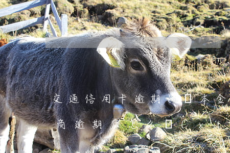 交通信用卡逾期只還本金怎么協(xié)商 逾期后怎么協(xié)商只還本金