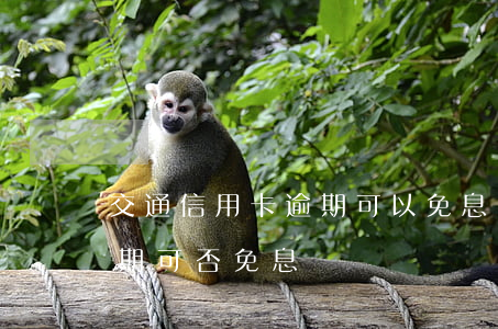 交通信用卡逾期可以免息嗎(因服刑信用卡逾期可否免息)