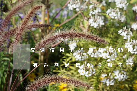 交通信用卡逾期后沒額度怎么辦(為什么我沒有逾期過信用卡辦不了)