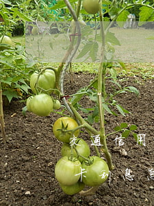 交通信用卡逾期四天怎么算利息 逾期還信用卡利息怎么算
