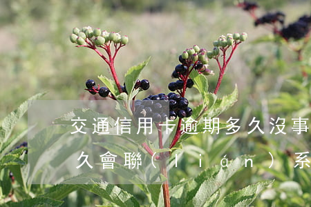 交通信用卡逾期多久沒事(交通信用卡逾期多久會聯(lián)系緊急聯(lián)系人)