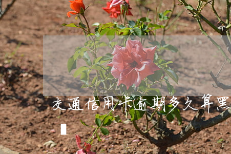 交通信用卡逾期多久算黑戶(逾期多久算是黑戶)