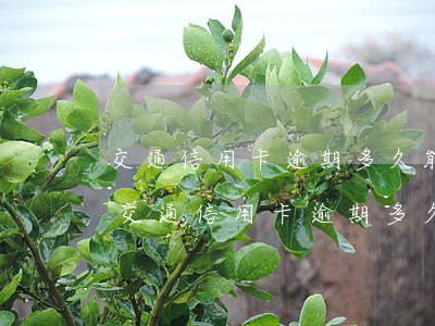 交通信用卡逾期多久能恢復(fù)征信-交通信用卡逾期多久能恢復(fù)征信記錄
