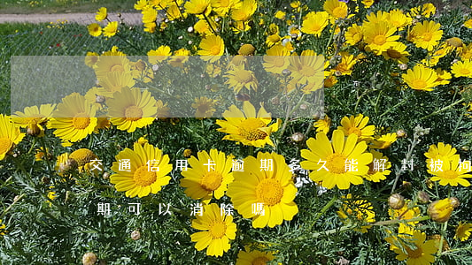 交通信用卡逾期多久能解封(被拘留信用卡逾期可以消除嗎)