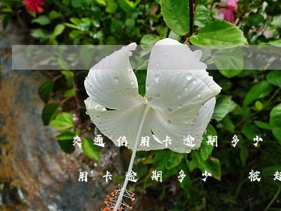 交通信用卡逾期多少會被起訴上海-交通信用卡逾期多少會被起訴上海銀行