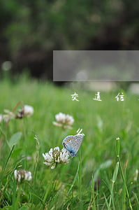 交通信用卡逾期怎么不催款(欠信用卡逾期怎么辦)