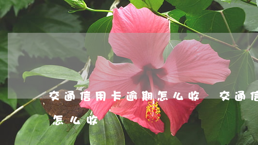 交通信用卡逾期怎么收費(交通信用卡違約金怎么收費)