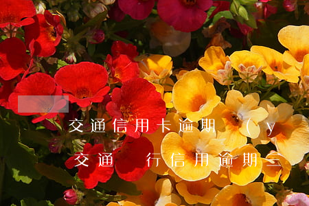 交通信用卡逾期應(yīng)該怎么處理(交通銀行信用逾期三個(gè)月真的會(huì)起訴嗎?)