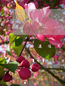 交通信用卡逾期打到公司(我沒(méi)有辦過(guò)交通銀行信用卡但是給我發(fā)短信說(shuō)我逾期了)
