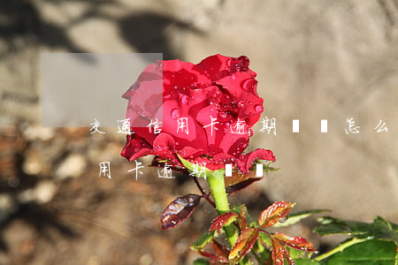 交通信用卡逾期時間怎么查詢(哪里可以查信用卡逾期記錄)