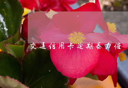 交通信用卡逾期暴力催債(銀行催我還信用卡)